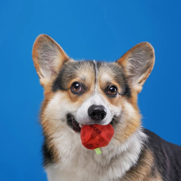 犬用おもちゃ サン